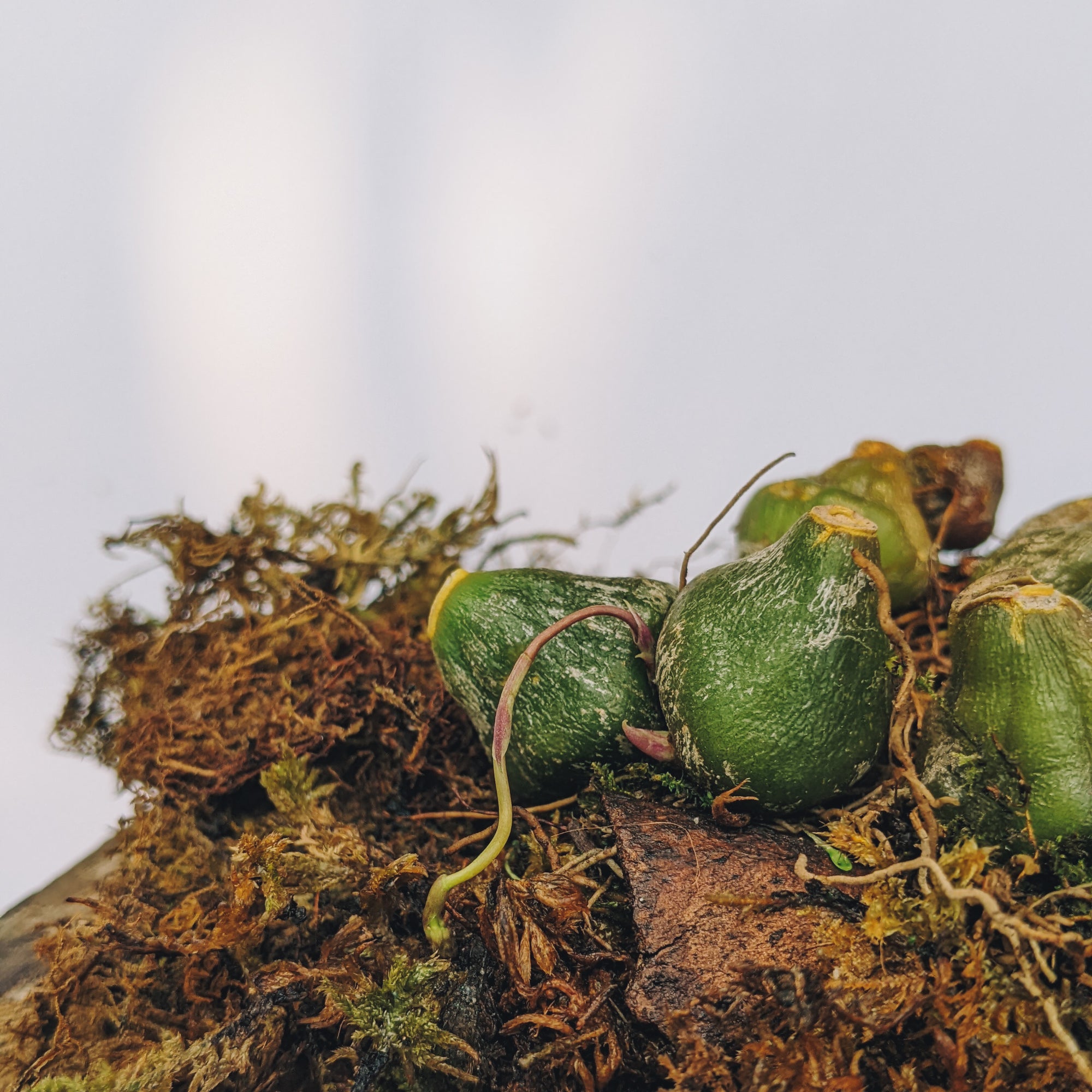 Bulbophyllum Tristae - Orchid - Soiled