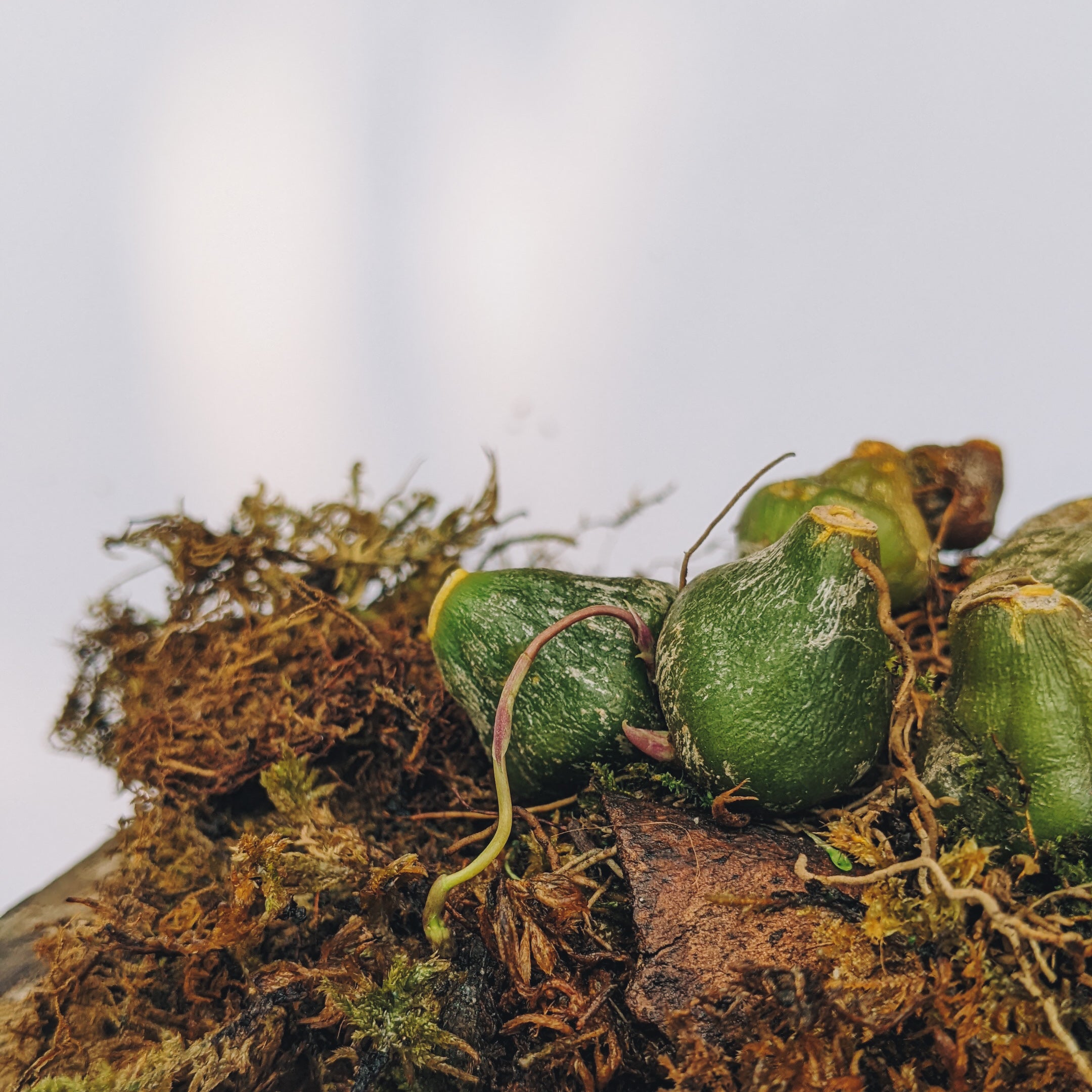 Bulbophyllum Tristae - Orchid - Soiled
