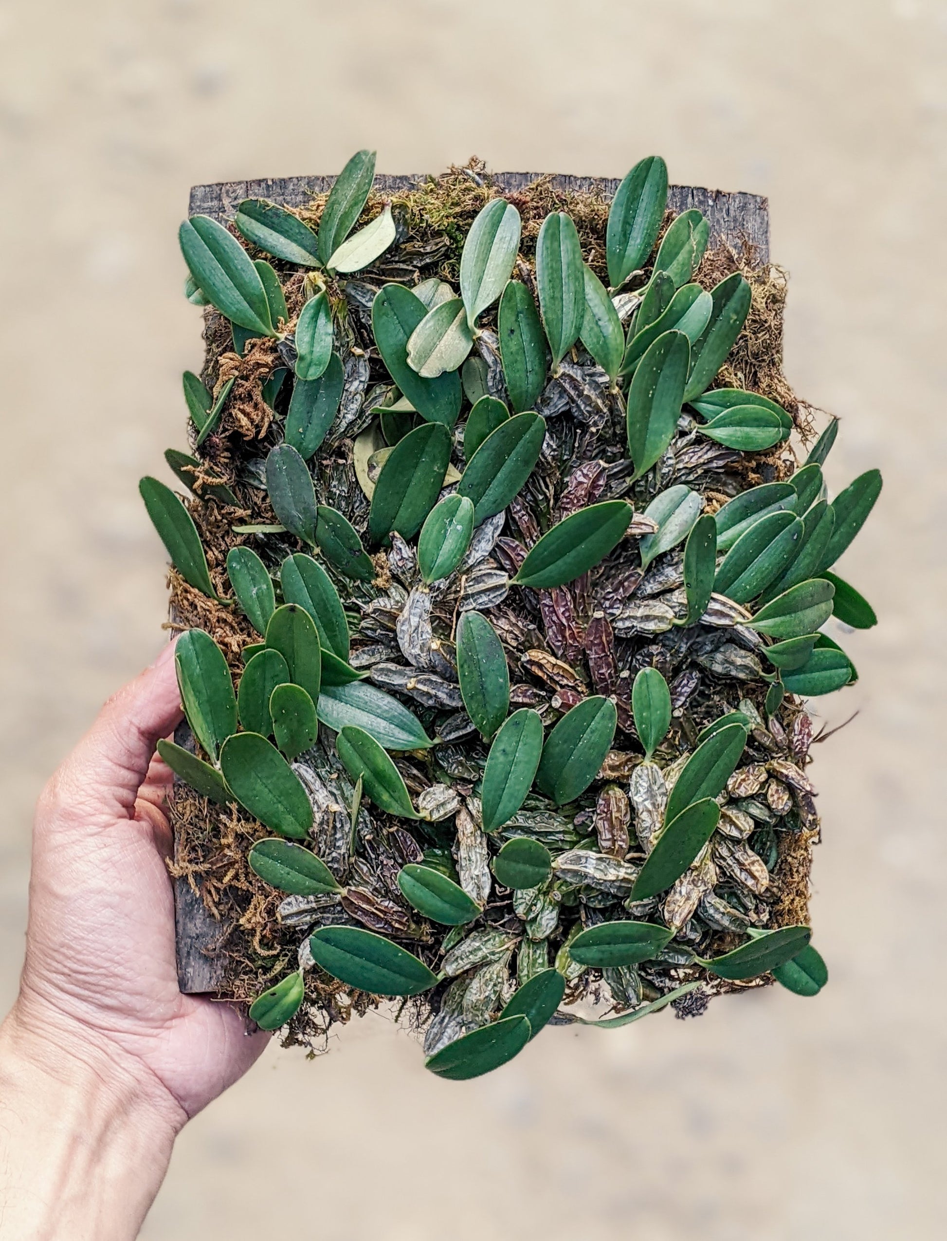 Dendrobium Jenkinsii - Orchid - soiled.in