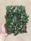 Dendrobium Jenkinsii - Orchid - soiled.in