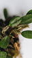 Dendrobium Jenkinsii - Orchid - soiled.in