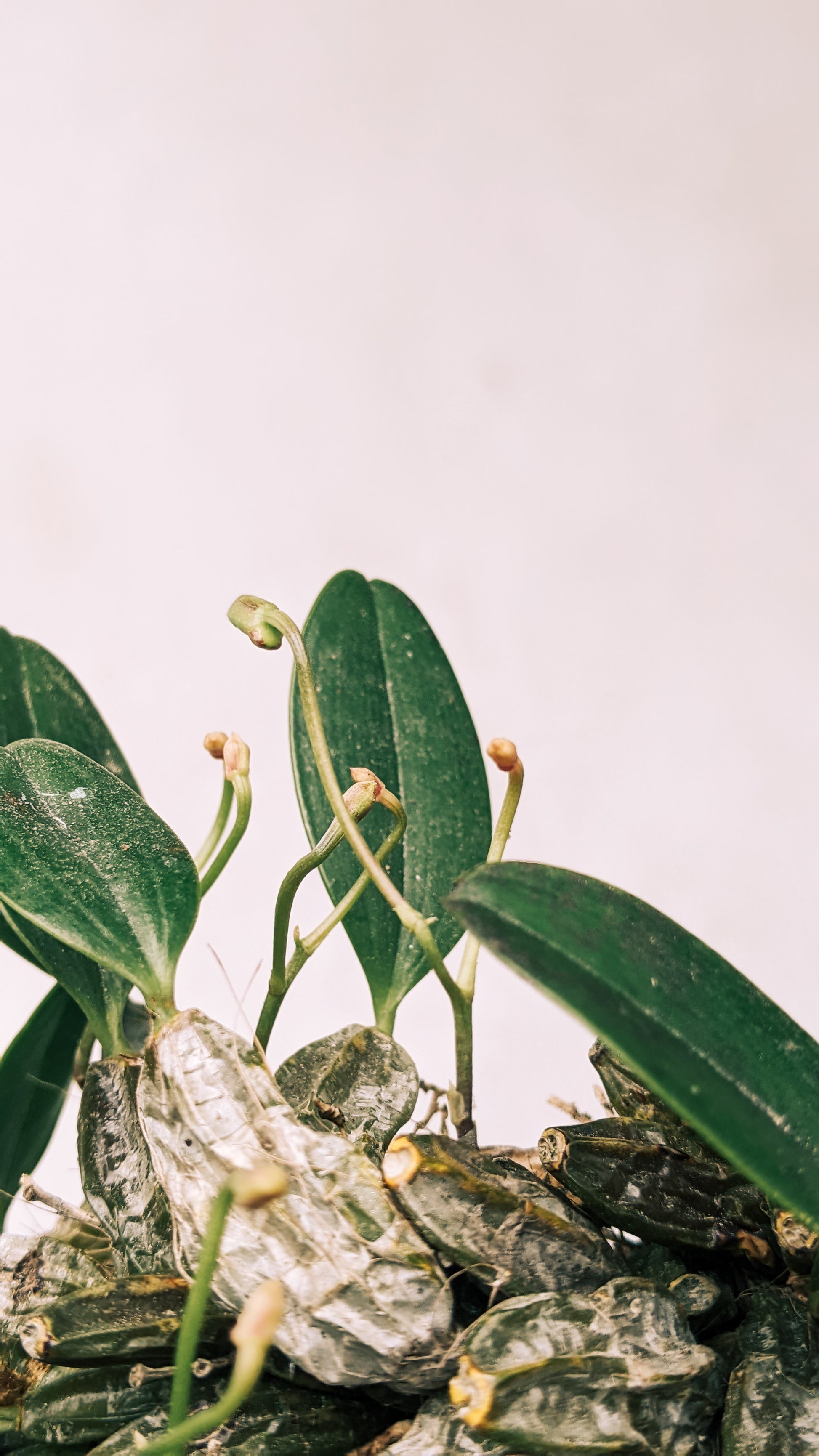 Dendrobium Jenkinsii - Orchid - soiled.in
