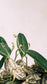 Dendrobium Jenkinsii - Orchid - soiled.in
