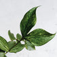 Hoya Polyneura - Hoya - soiled.in