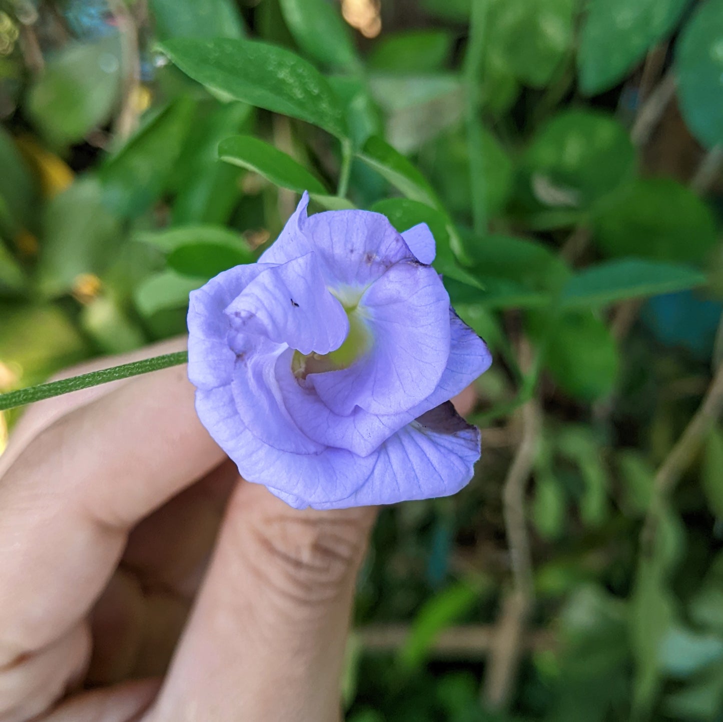 Clitoria Ternatea, Aparajita Flower Seed (Mauve - Single & Double Mix Petal)