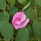 Clitoria Ternatea, Aparajita Flower Seed (Pink - Single Petal)
