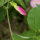Clitoria Ternatea, Aparajita Flower Seed (Pink - Single Petal)