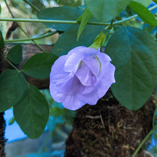 Clitoria Ternatea, Aparajita Flower Seed (Mauve - Single & Double Mix Petal)