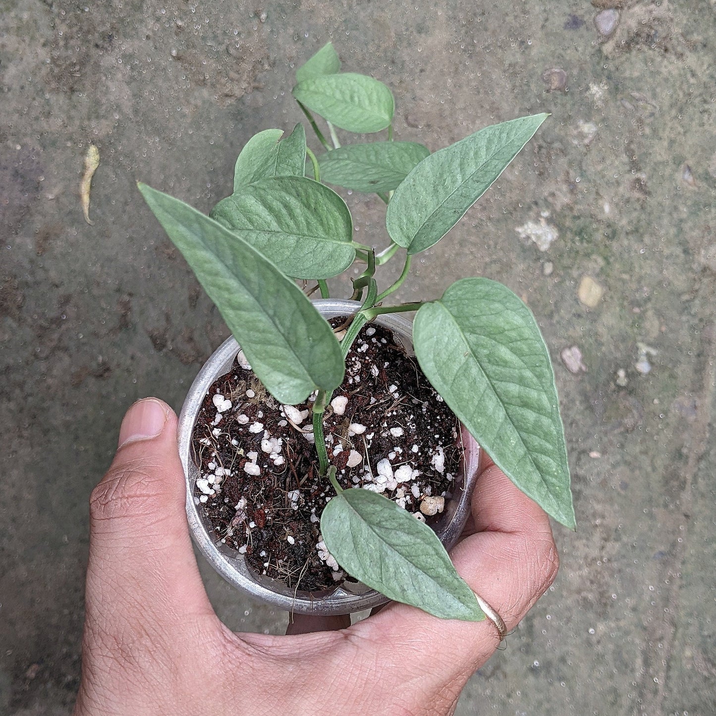 Epipremnum Pinnatum Cebu Blue - Indoor & Outdoor Plants - soiled.in