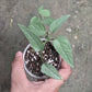 Epipremnum Pinnatum Cebu Blue - Indoor & Outdoor Plants - soiled.in