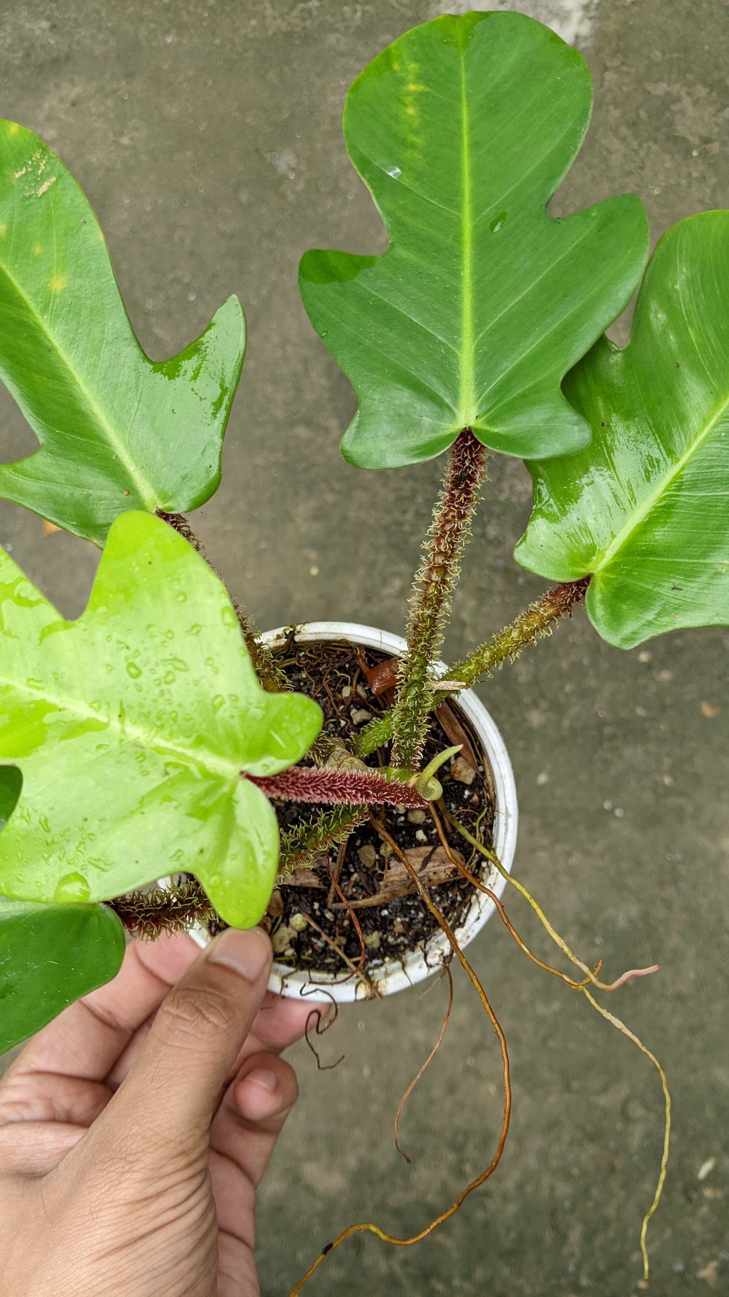 Philodendron Squamiferum - Philodendron - soiled.in