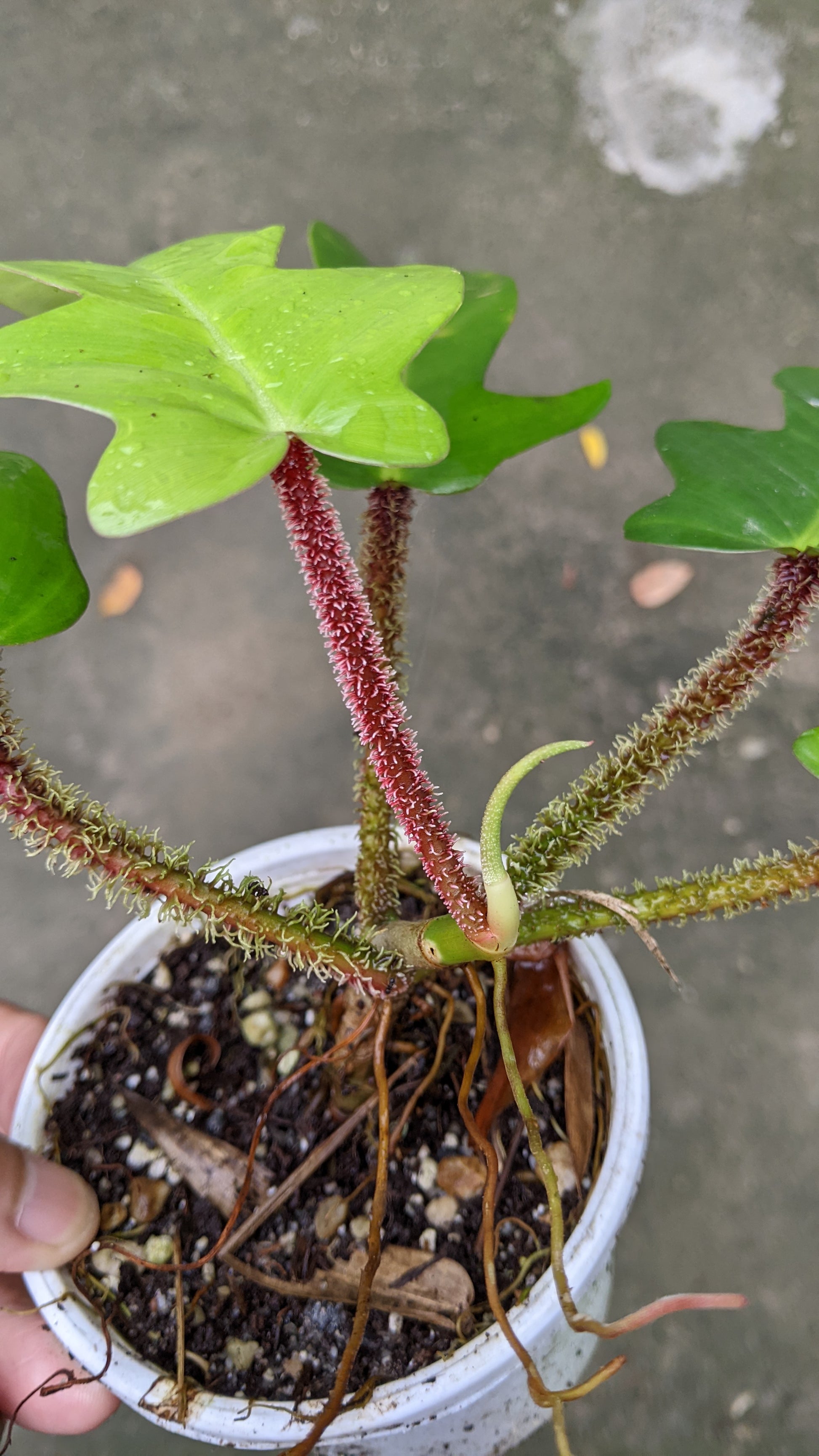 Philodendron Squamiferum - Philodendron - soiled.in