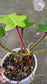 Philodendron Squamiferum - Philodendron - soiled.in