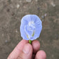 Clitoria Ternatea, Aparajita Flower Seed (Light Blue)