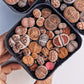 Lithops in Square Pot (20+ Plants in a Pot) - Lithops - soiled.in