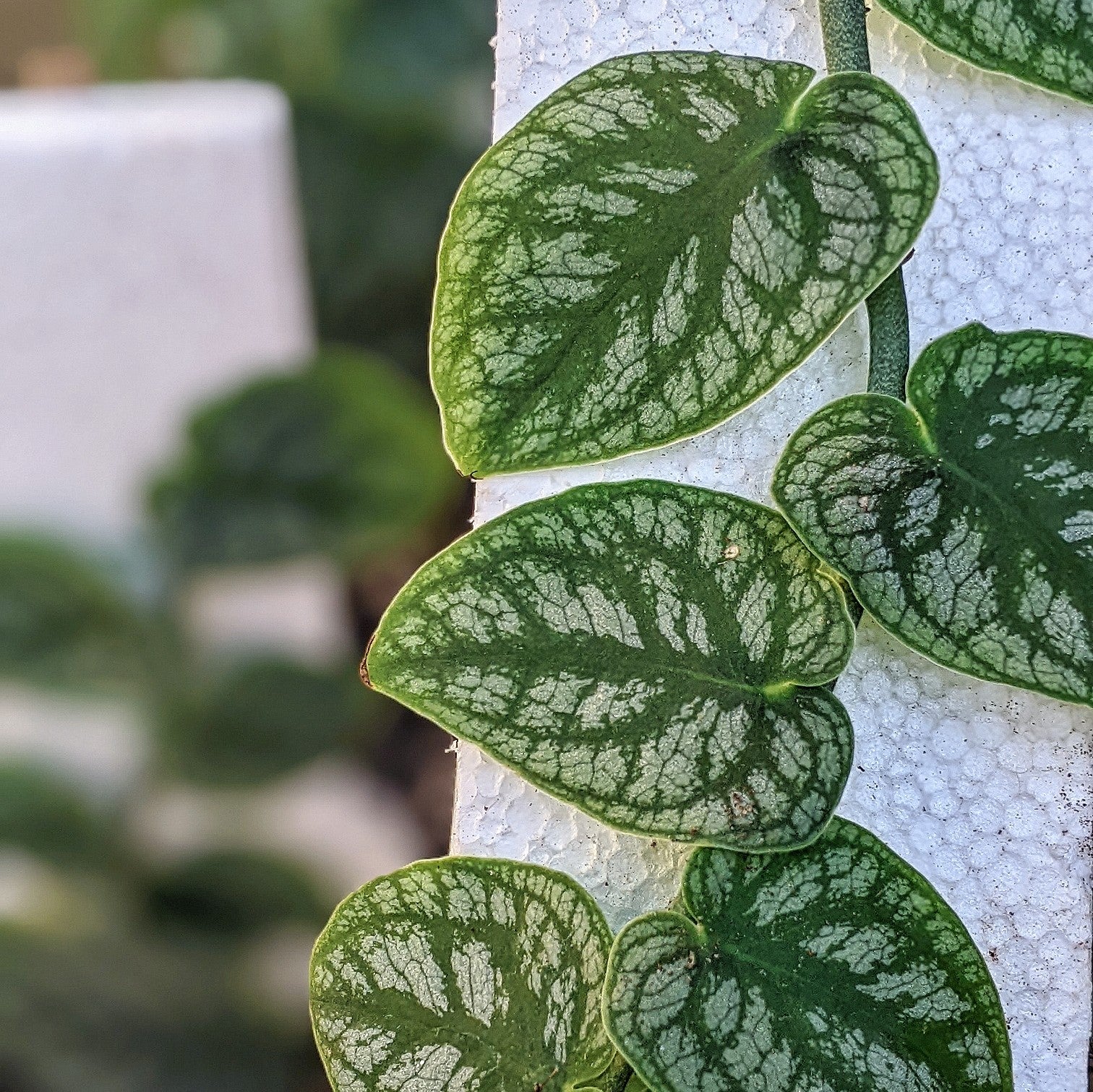 Monstera Dubia - Foliage - Soiled