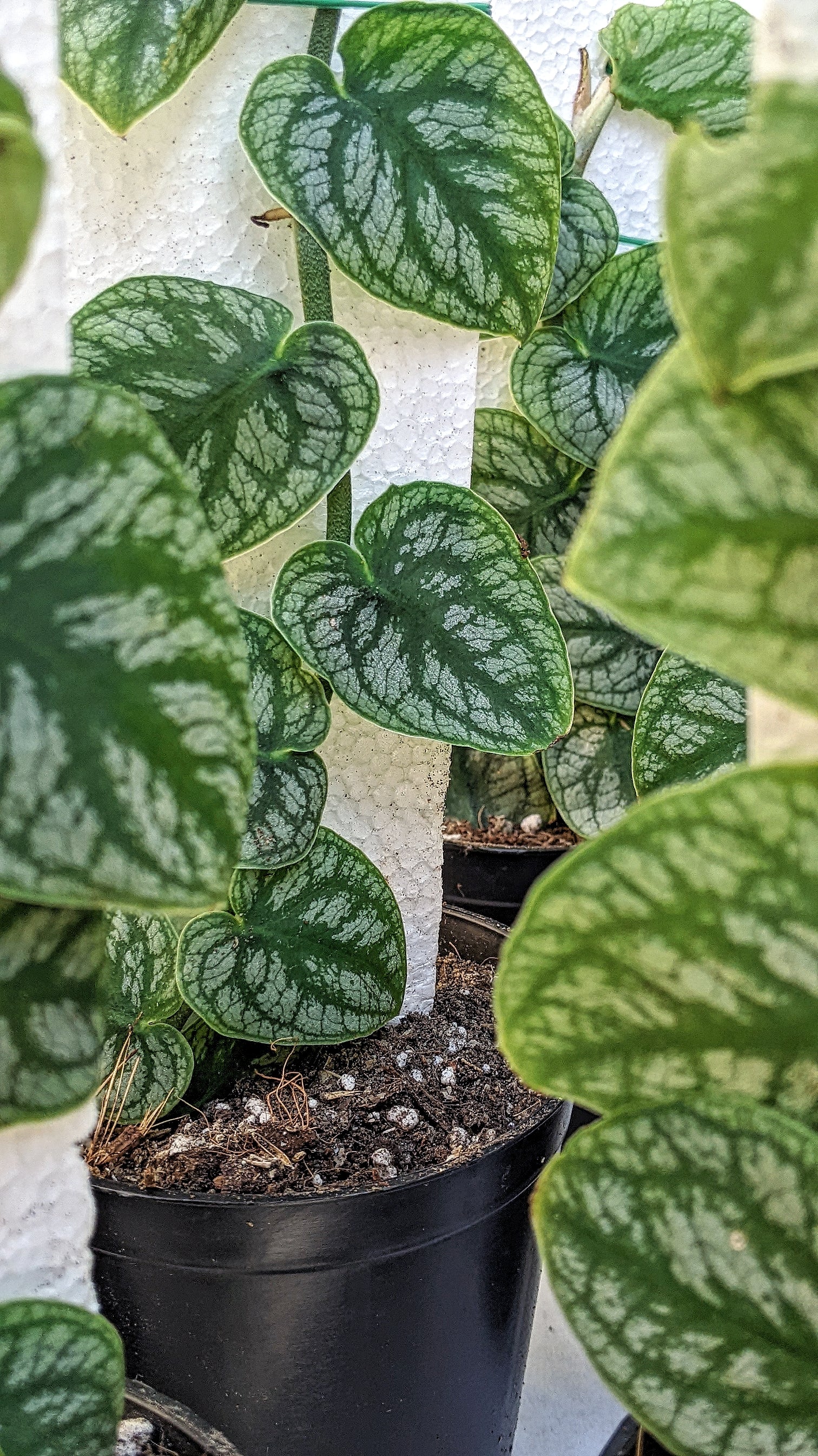 Monstera Dubia - Foliage - Soiled