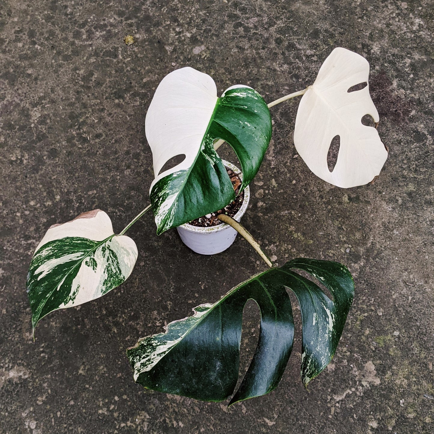 Variegated Monstera (Albo Borsigiana) - Indoor & Outdoor Plants - soiled.in