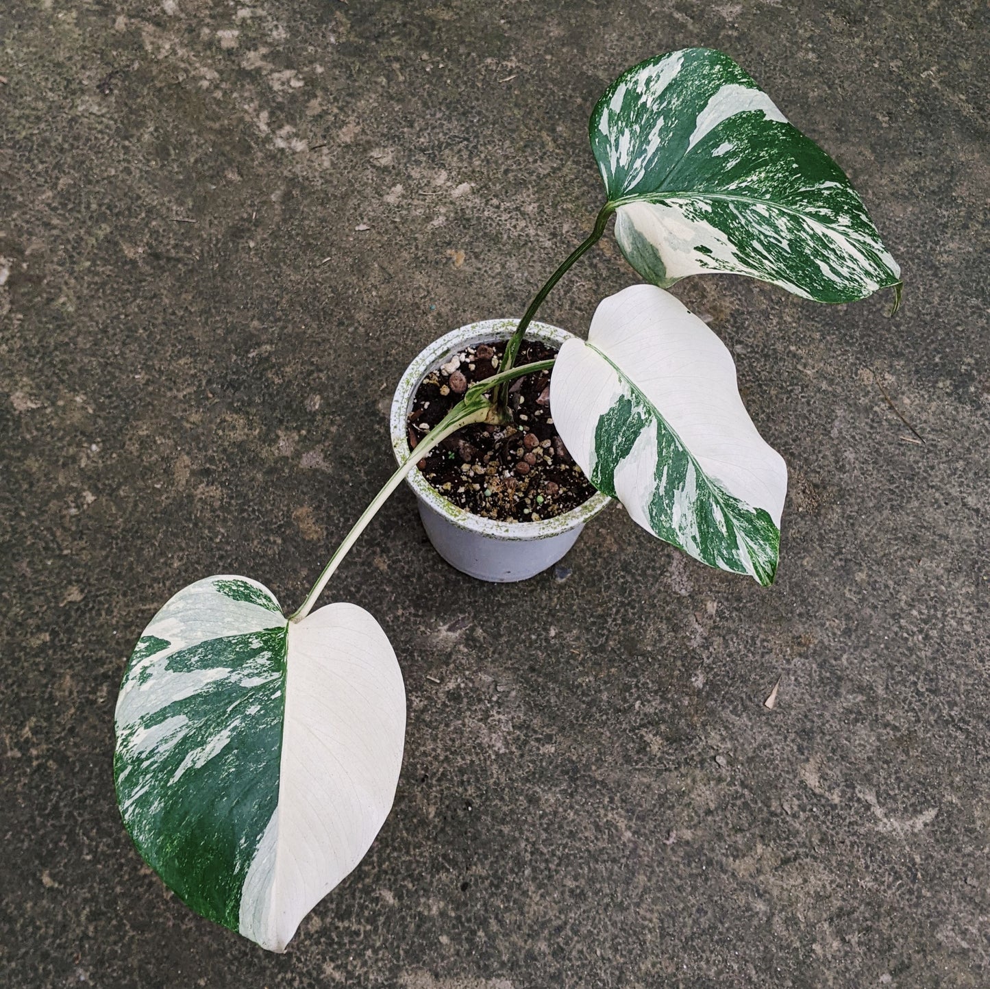 Variegated Monstera (Albo Borsigiana) - Indoor & Outdoor Plants - soiled.in