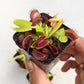 Venus Fly Trap (B52) - Soiled