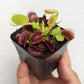 Venus Fly Trap (B52) - Soiled