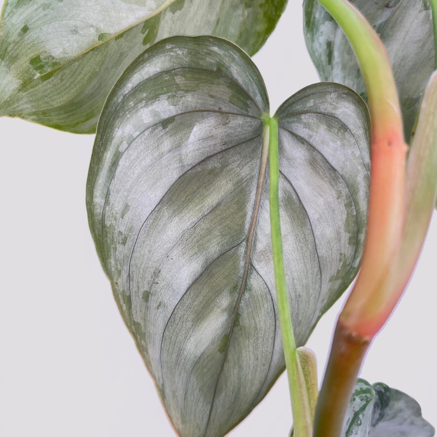 Philodendron Brandtianum India Soiled