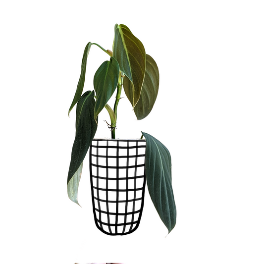 Philodendron Gigas - Indoor & Outdoor Plants - soiled.in