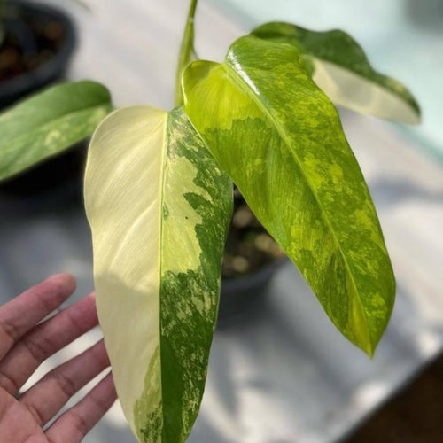 philodendron domesticum hastatum variegatum Philodendron Domesticum Variegata