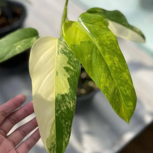 philodendron domesticum hastatum variegatum Philodendron Domesticum Variegata