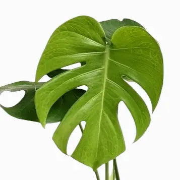 monstera deliciosa instagram png Monstera deliciosa – Split Leaf Indoor Plant