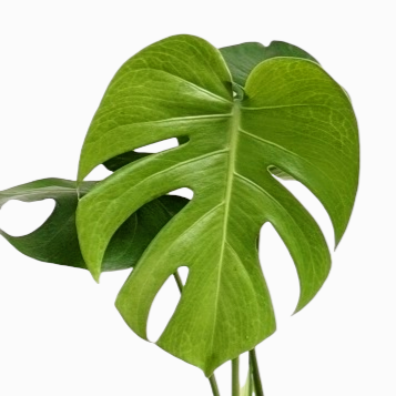 Monstera Deliciosa - Monstera - Soiled