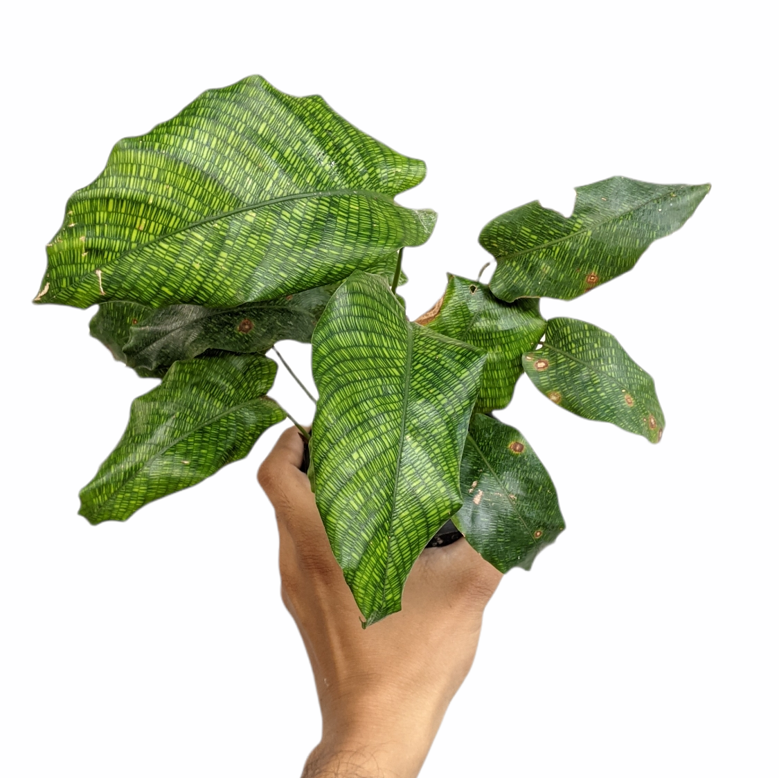 Calathea Musaica ‘Network’ - Calathea - soiled.in