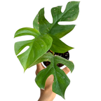 Rhaphidophora ‘Tetrasperma’ (Mini Monstera) - Rhaphidophora - Soiled