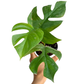 Rhaphidophora ‘Tetrasperma’ (Mini Monstera) - Rhaphidophora - soiled.in
