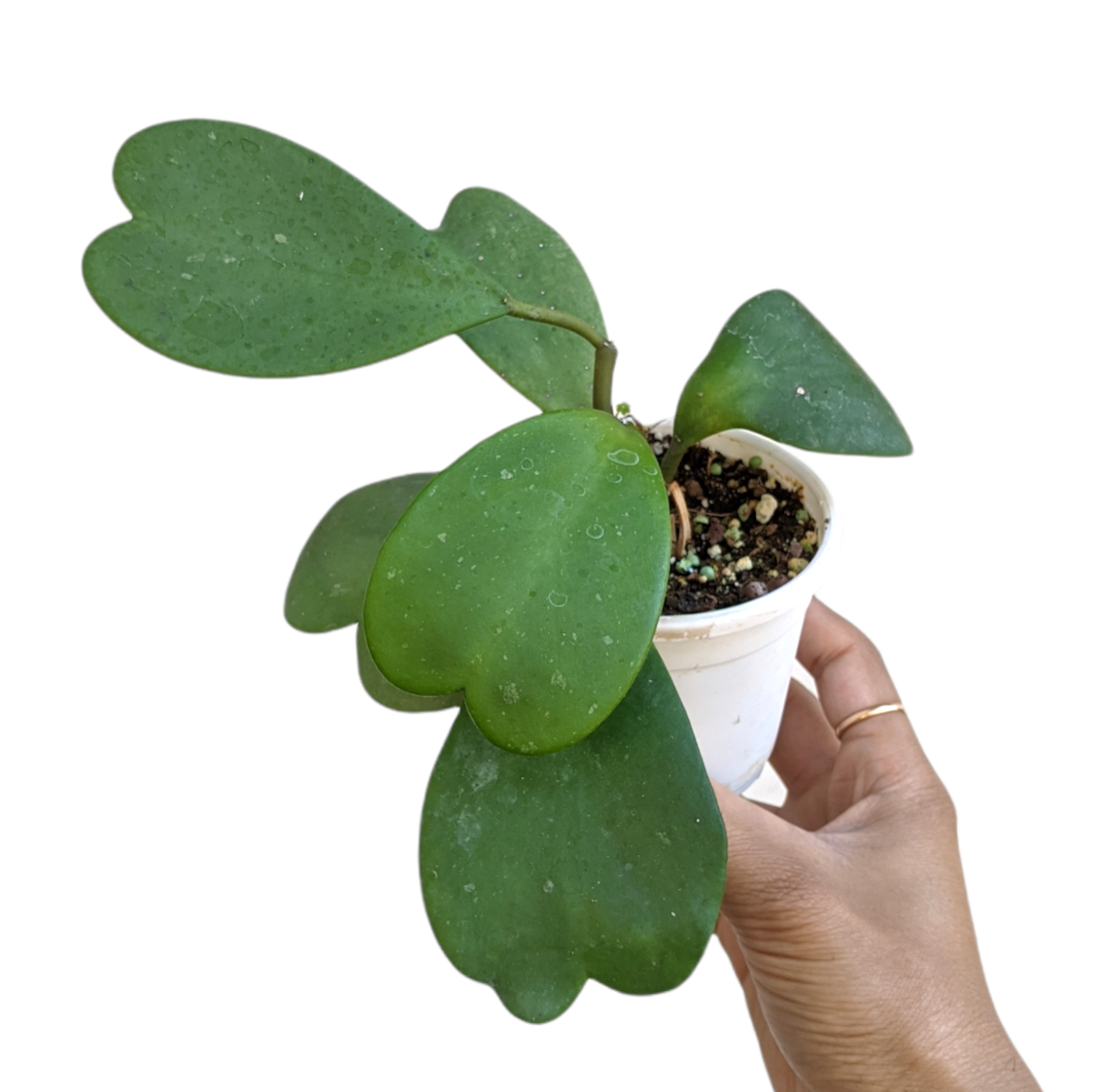 Hoya Kerrii Green - Hoya - soiled.in