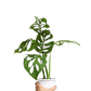 Monstera Epipremnoides (Esqueleto) - Foliage - soiled.in