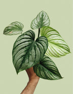Philodendron Mamei (Silver Cloud) - Philodendron - Soiled