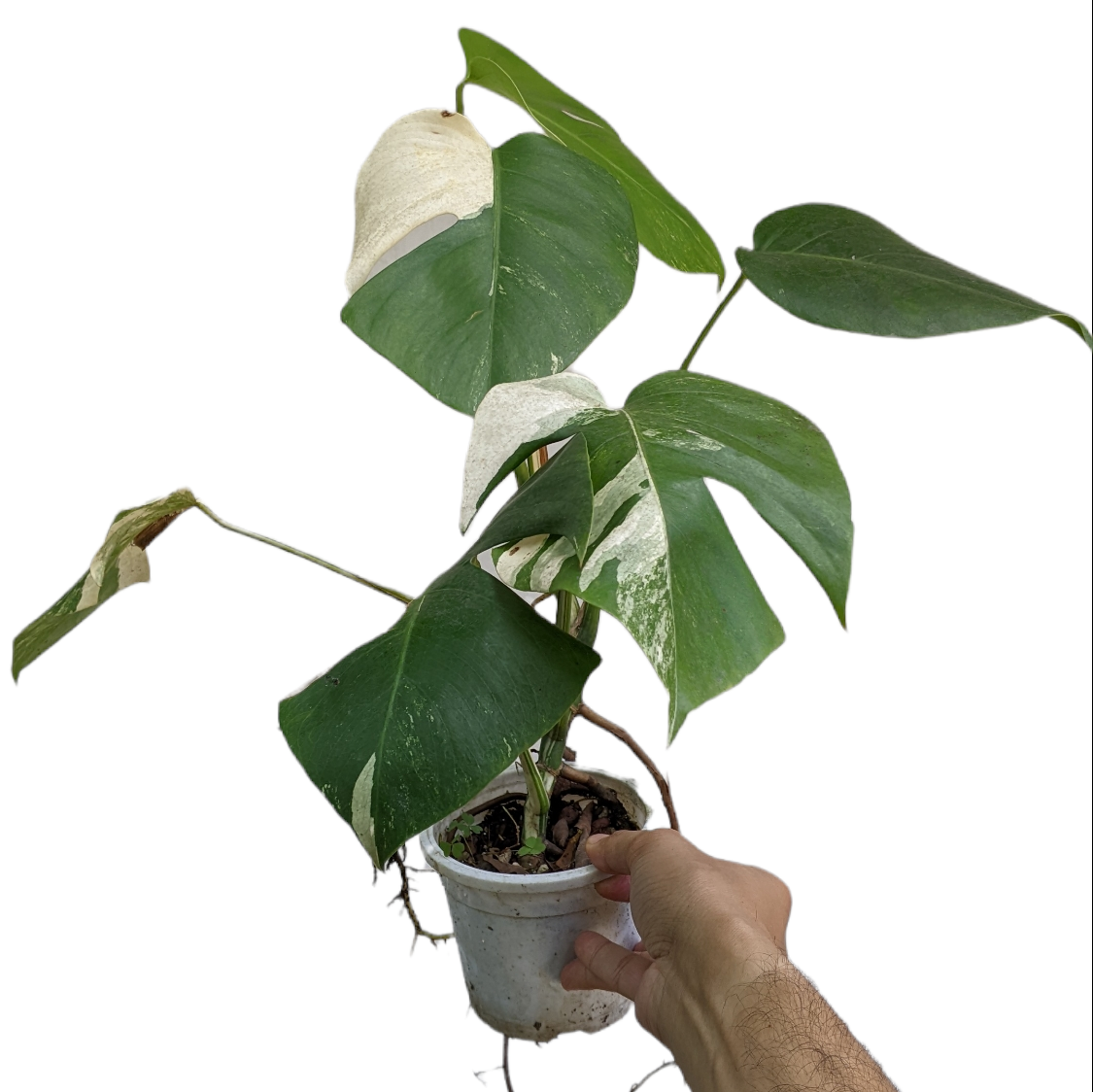 Variegated Monstera (Albo Borsigiana) - Indoor & Outdoor Plants - soiled.in
