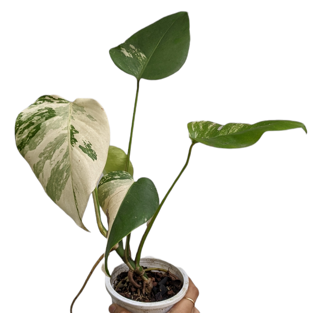 Variegated Monstera (Albo Borsigiana) - Indoor & Outdoor Plants - soiled.in