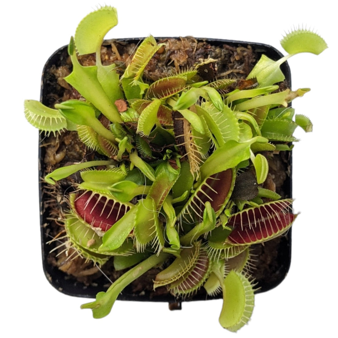 Venus Fly Trap - Carnivorous Plant - soiled.in