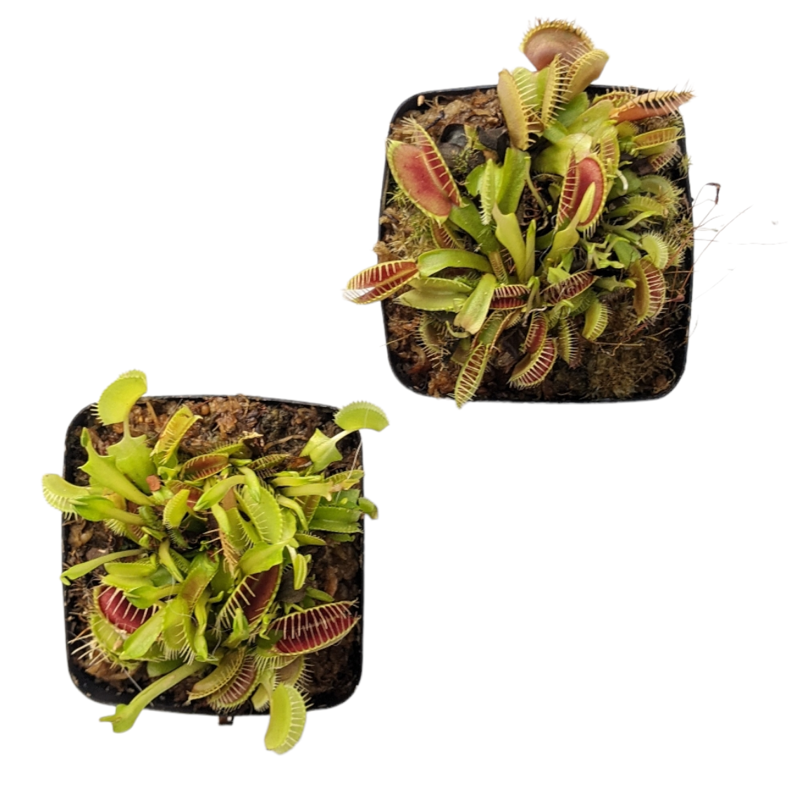 Venus Fly Trap - Carnivorous Plant - soiled.in