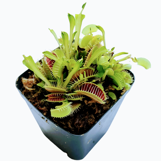 Venus Fly Trap - Carnivorous Plant - soiled.in