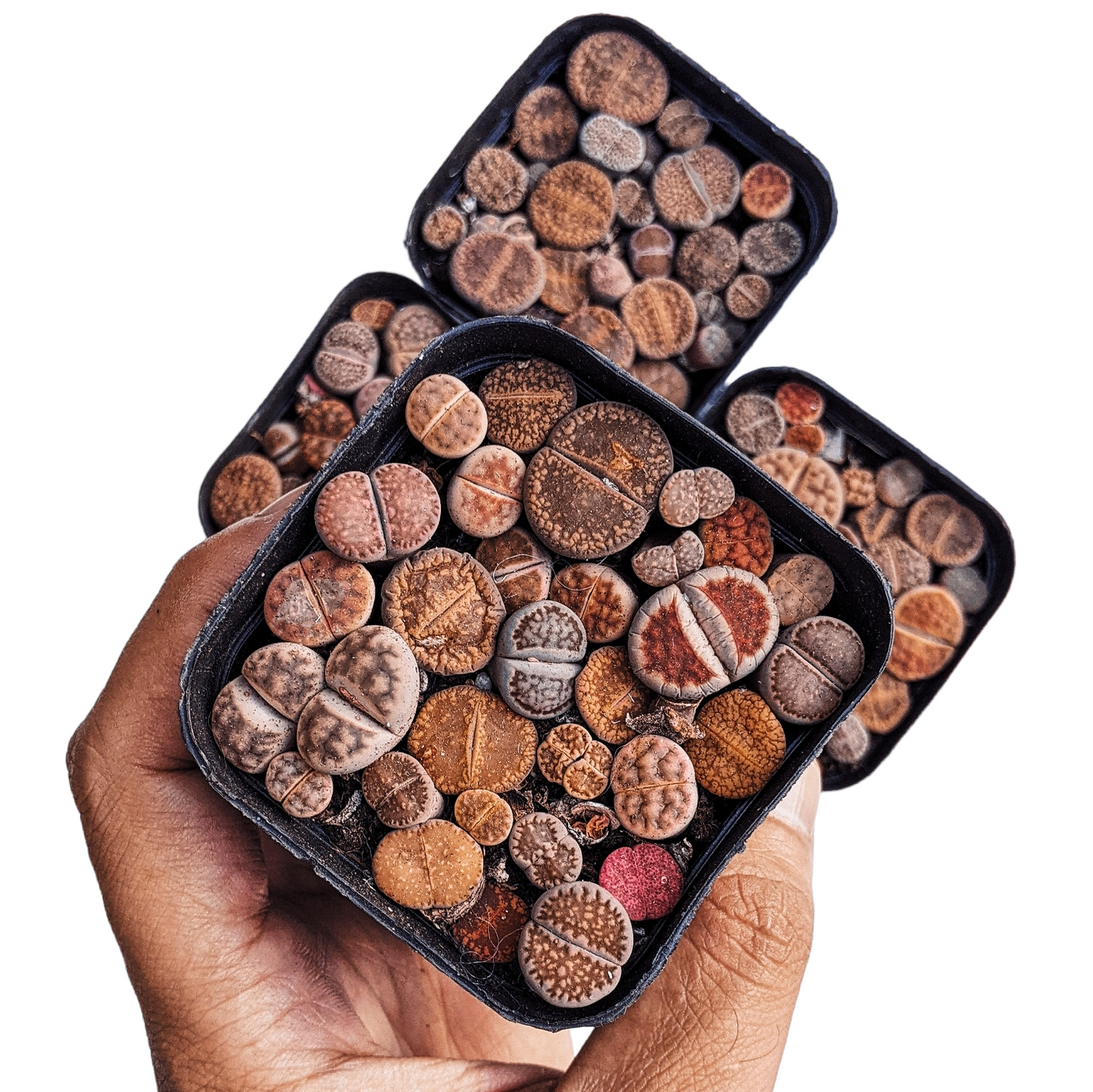 Lithops in Square Pot (20+ Plants in a Pot) - Lithops - soiled.in