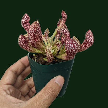 Sarracenia Varieties - Carnivorous Plant - soiled.in