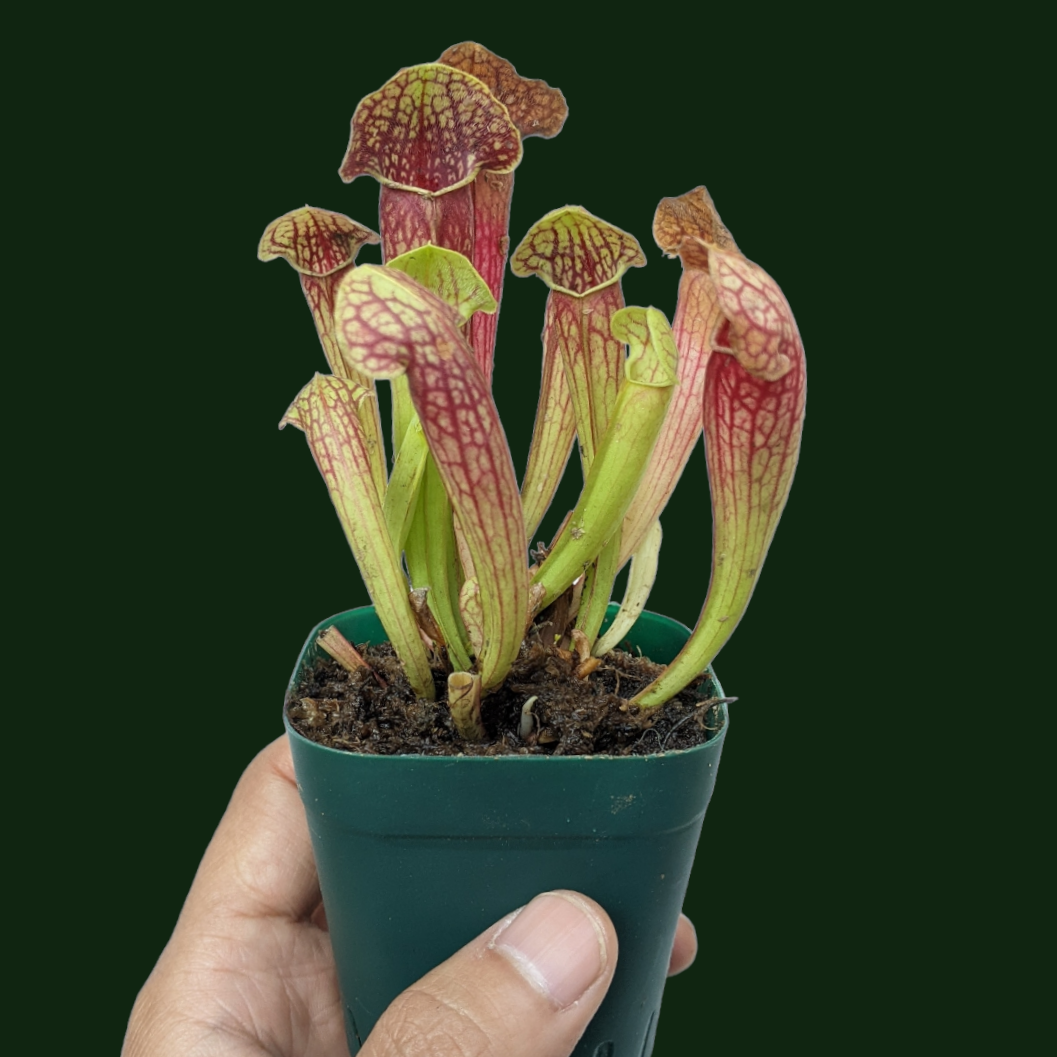 Sarracenia Varieties - Carnivorous Plant - soiled.in