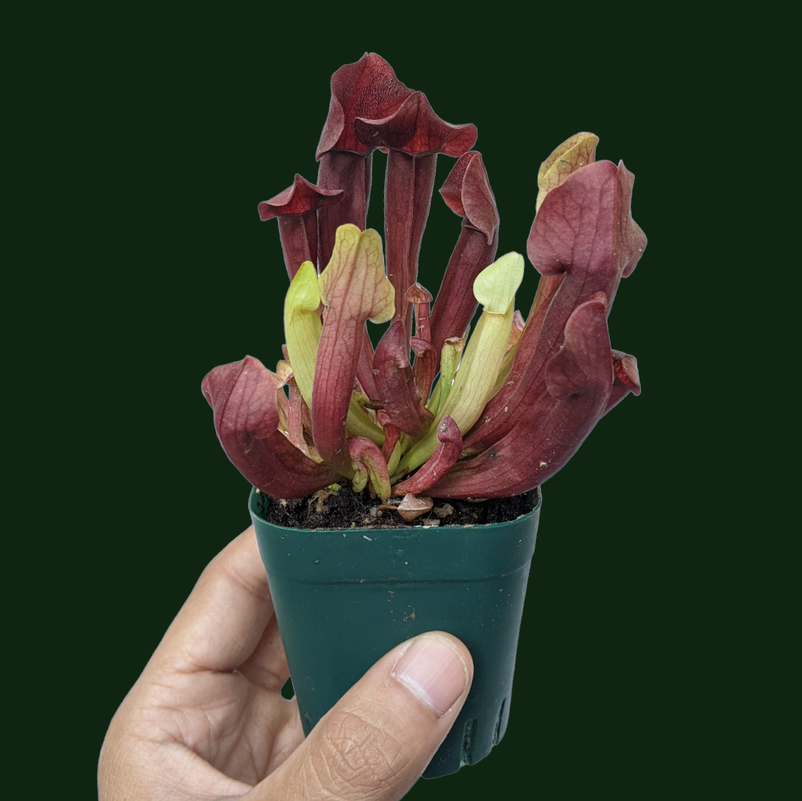 Sarracenia Varieties - Carnivorous Plant - soiled.in