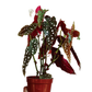 Begonia Maculata - Philodendron - soiled.in