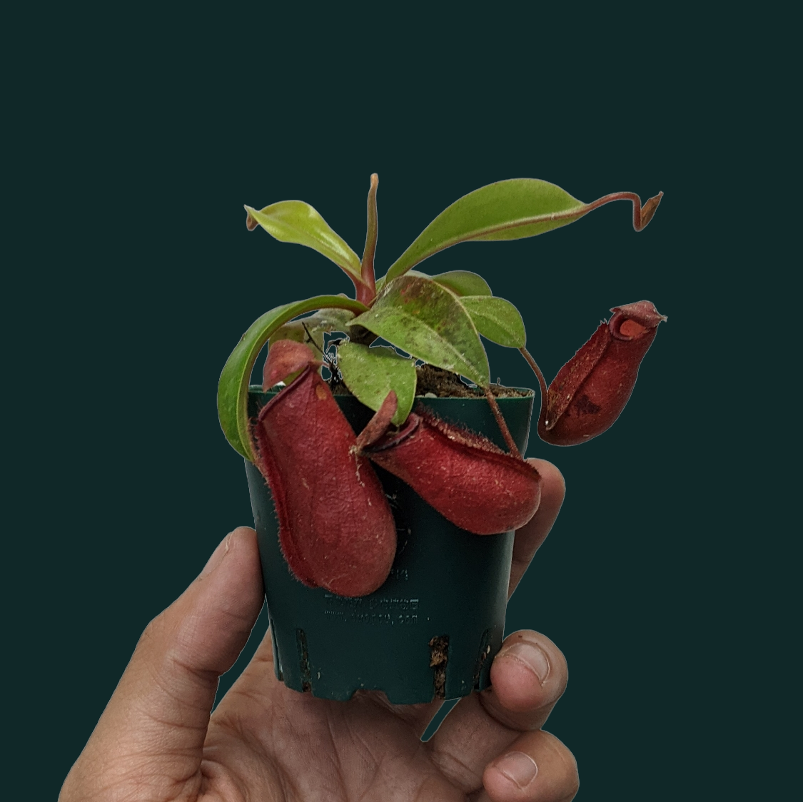 Pitcher Plant (Nepenthes Lady Luck) - Carnivorous Plant - soiled.in