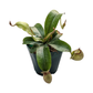 Pitcher Plant (Nepenthes Hookeriana) - Carnivorous Plant - soiled.in