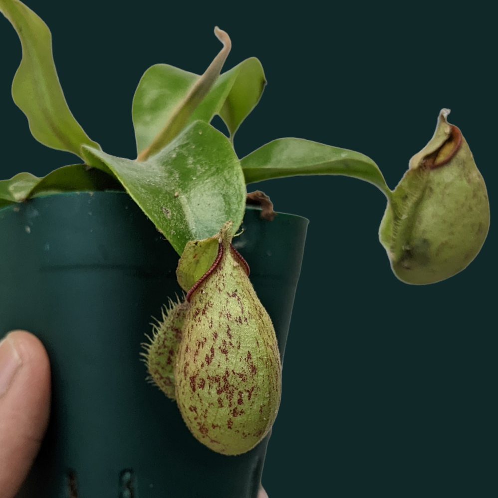 Pitcher Plant (Nepenthes Hookeriana) - Carnivorous Plant - soiled.in